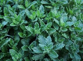 Ožanka kalamandra - Teucrium chamaedrys hortensis