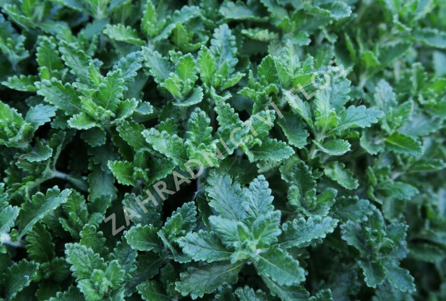 Ožanka kalamandra - Teucrium chamaedrys hortensis