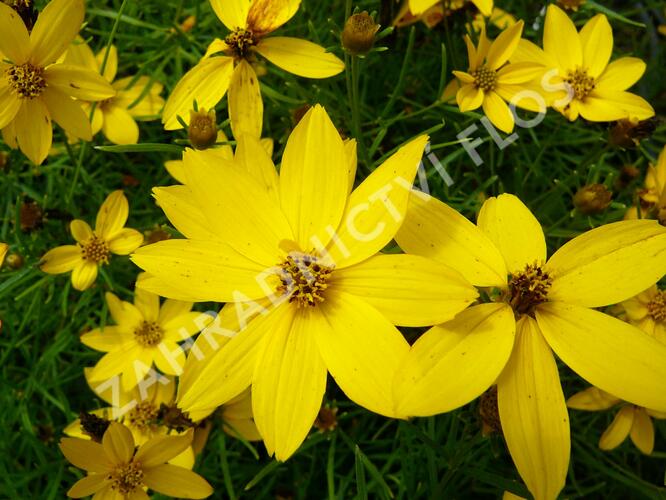 Krásnoočko přeslenité 'Zagreb' - Coreopsis verticillata 'Zagreb'