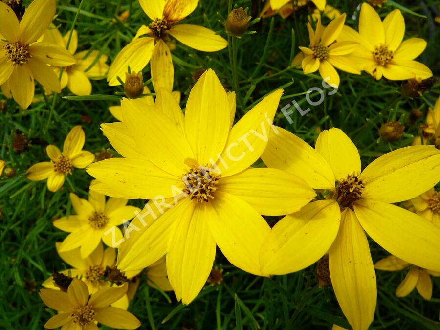 Krásnoočko přeslenité 'Zagreb' - Coreopsis verticillata 'Zagreb'