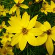 Krásnoočko přeslenité 'Zagreb' - Coreopsis verticillata 'Zagreb'