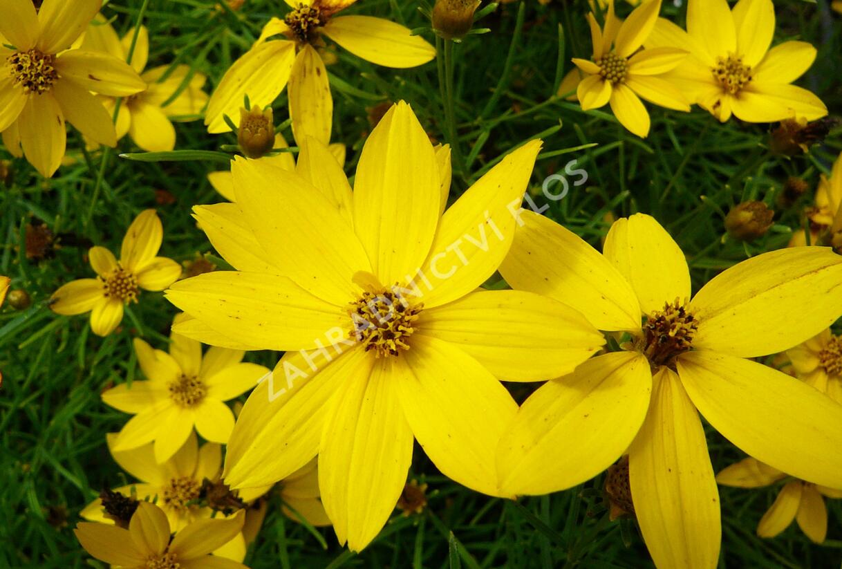 Krásnoočko přeslenité 'Zagreb' - Coreopsis verticillata 'Zagreb'