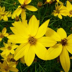 Krásnoočko přeslenité 'Zagreb' - Coreopsis verticillata 'Zagreb'