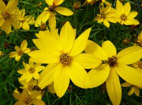 Krásnoočko přeslenité 'Zagreb' - Coreopsis verticillata 'Zagreb'