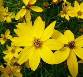 Krásnoočko přeslenité 'Zagreb' - Coreopsis verticillata 'Zagreb'