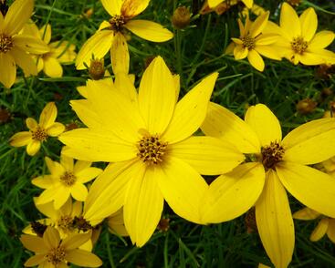 Krásnoočko přeslenité 'Zagreb'