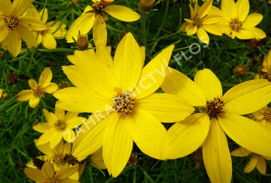 Krásnoočko přeslenité 'Zagreb' - Coreopsis verticillata 'Zagreb'