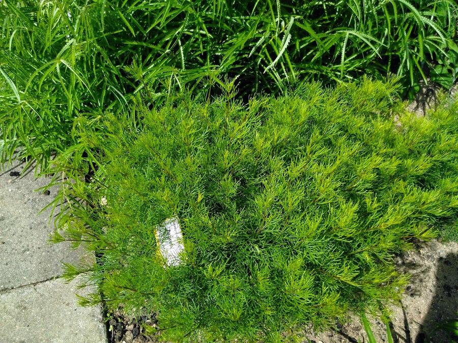 Krásnoočko přeslenité 'Zagreb' - Coreopsis verticillata 'Zagreb'