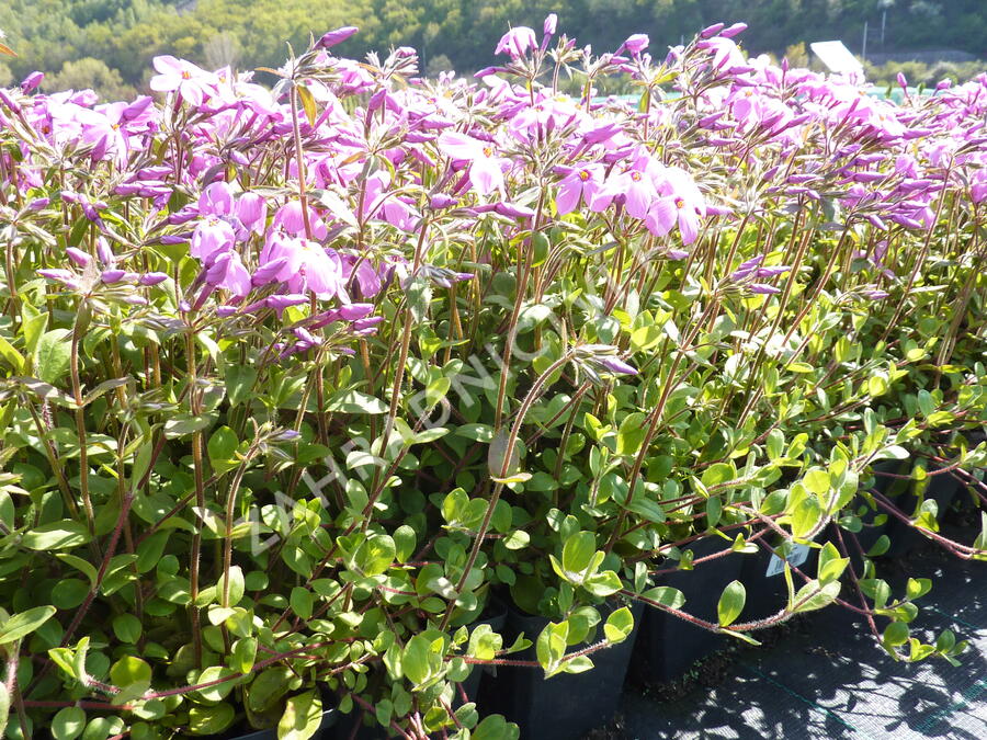 Plamenka 'Home Fires' - Phlox stolonifera 'Home Fires'