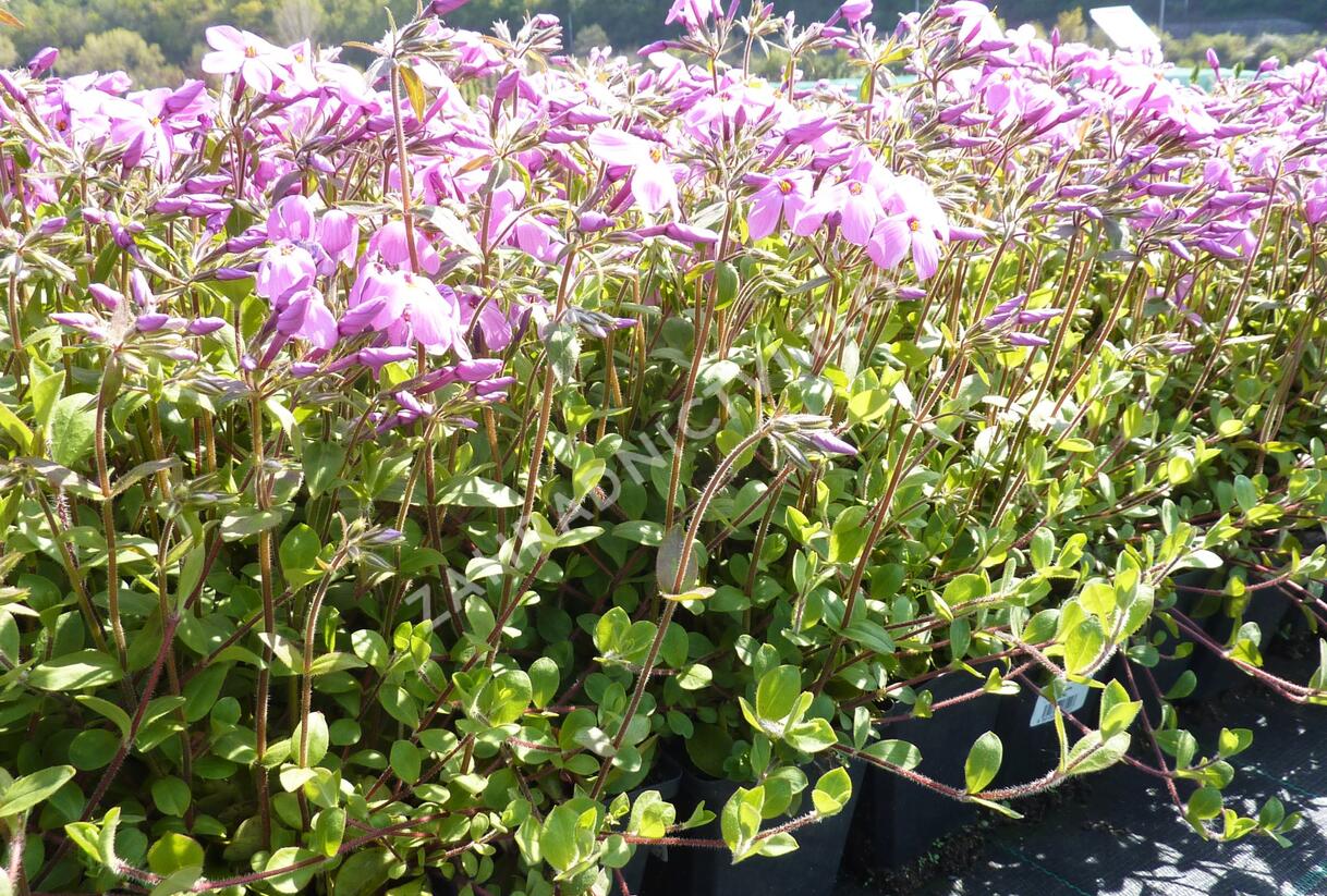 Plamenka výběžkatá 'Home Fires' - Phlox stolonifera 'Home Fires'
