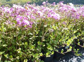 Plamenka výběžkatá 'Home Fires' - Phlox stolonifera 'Home Fires'