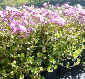 Plamenka 'Home Fires' - Phlox stolonifera 'Home Fires'