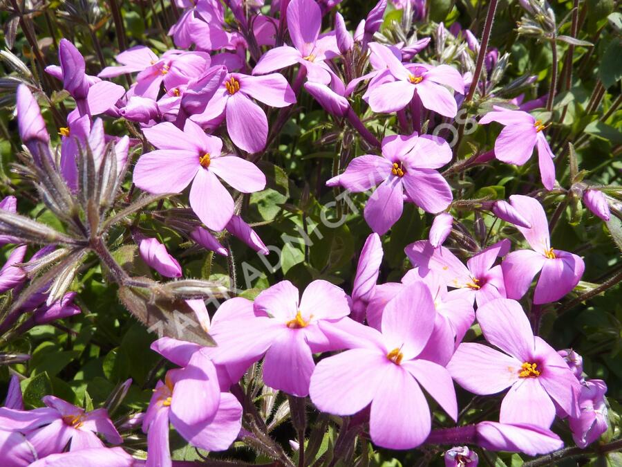 Plamenka 'Home Fires' - Phlox stolonifera 'Home Fires'