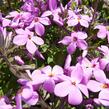 Plamenka 'Home Fires' - Phlox stolonifera 'Home Fires'