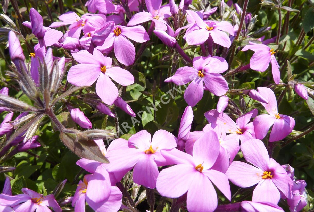 Plamenka výběžkatá 'Home Fires' - Phlox stolonifera 'Home Fires'