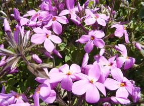 Plamenka výběžkatá 'Home Fires' - Phlox stolonifera 'Home Fires'
