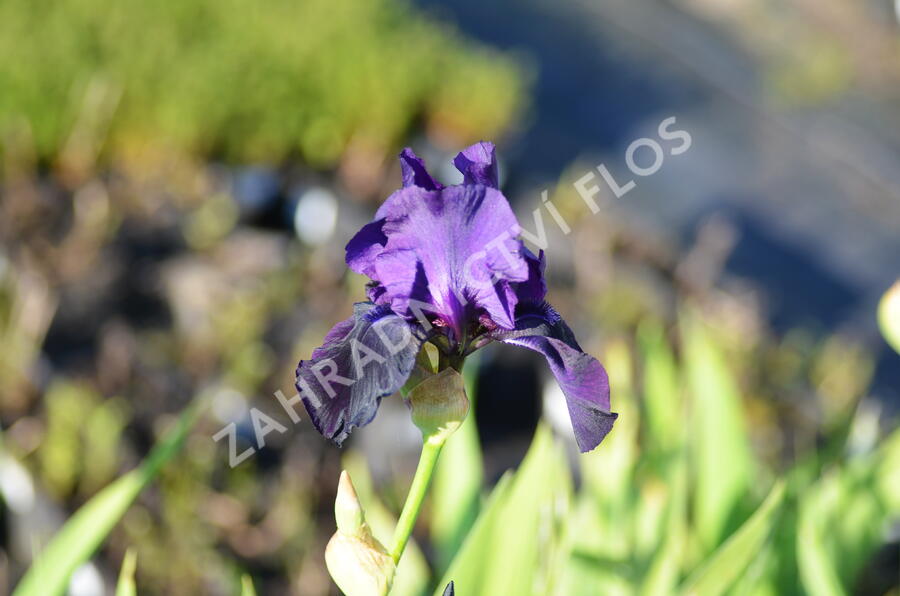 Kosatec německý 'Vroutek Mix' - Iris barbata 'Vroutek Mix'