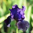 Kosatec německý 'Vroutek Mix' - Iris barbata 'Vroutek Mix'