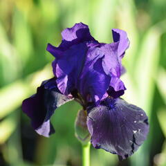 Kosatec německý 'Vroutek Mix' - Iris barbata 'Vroutek Mix'