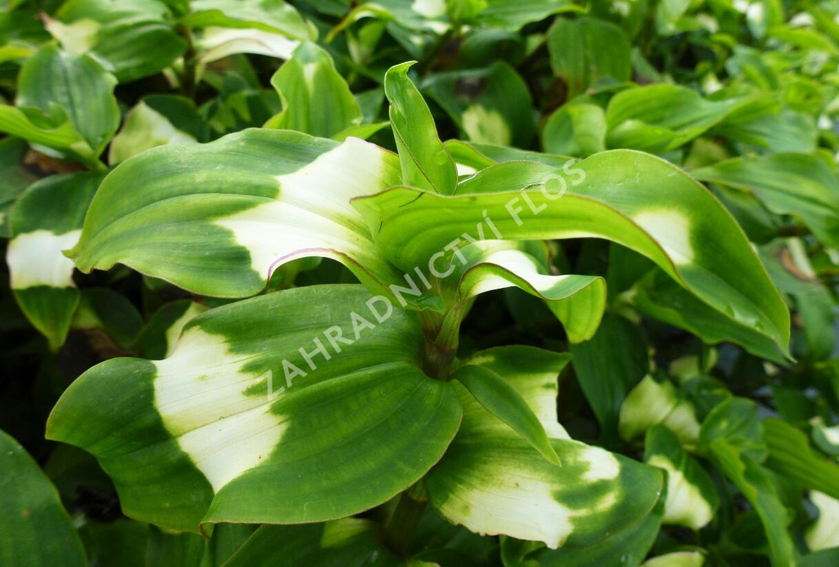 Podeňka Andersonova 'Blushig Bride' - Tradescantia andersoniana 'Blushig Bride'