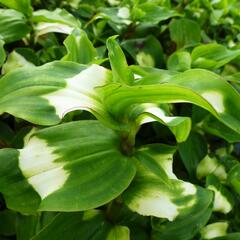 Podeňka Andersonova 'Blushig Bride' - Tradescantia andersoniana 'Blushig Bride'