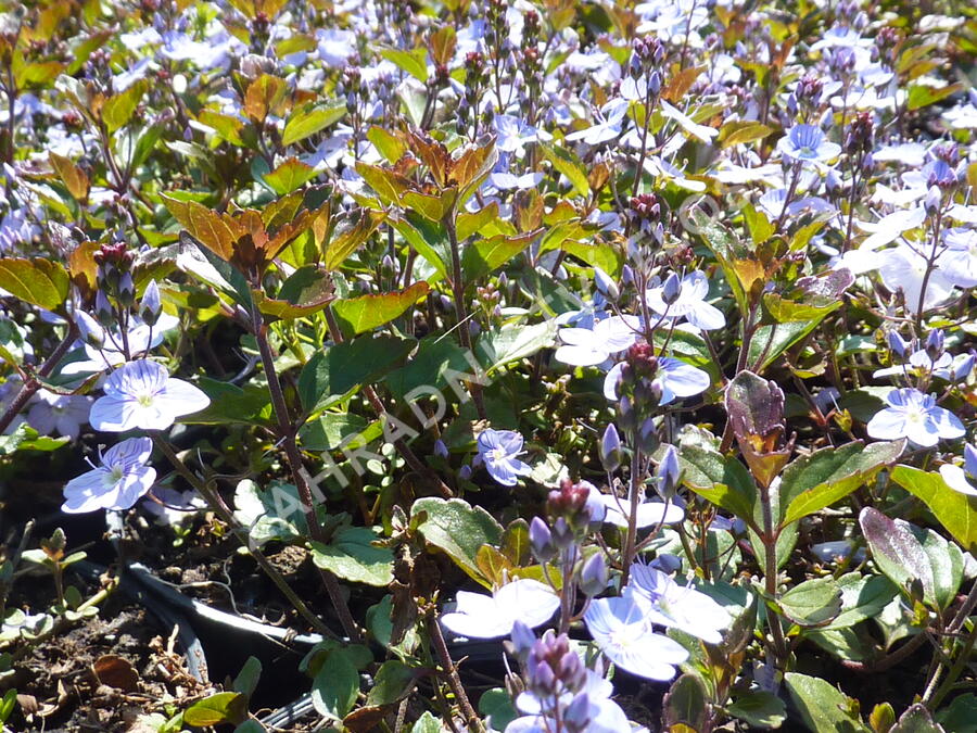 Rozrazil 'Madame Mercier' - Veronica petraea 'Madame Mercier'