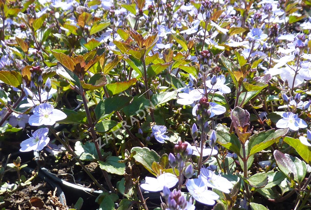 Rozrazil 'Madame Mercier' - Veronica petraea 'Madame Mercier'