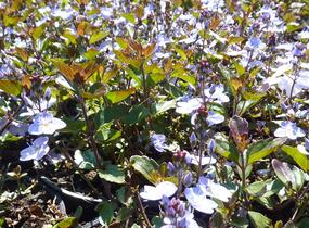Rozrazil 'Madame Mercier' - Veronica petraea 'Madame Mercier'