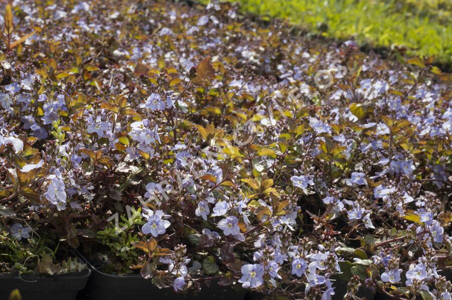 Rozrazil 'Madame Mercier' - Veronica petraea 'Madame Mercier'