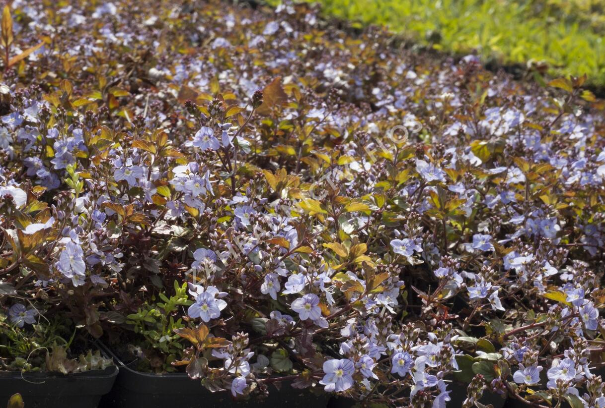 Rozrazil 'Madame Mercier' - Veronica petraea 'Madame Mercier'