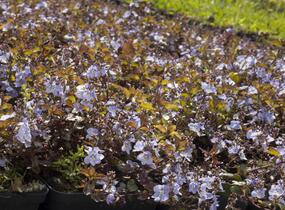Rozrazil 'Madame Mercier' - Veronica petraea 'Madame Mercier'
