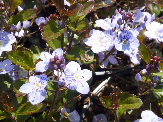 Rozrazil 'Madame Mercier' - Veronica petraea 'Madame Mercier'