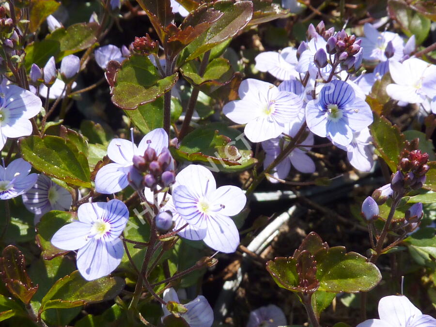 Rozrazil 'Madame Mercier' - Veronica petraea 'Madame Mercier'