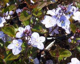 Rozrazil 'Madame Mercier'