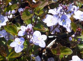 Rozrazil 'Madame Mercier' - Veronica petraea 'Madame Mercier'