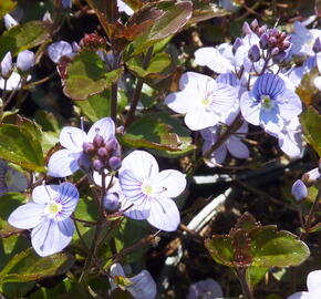 Rozrazil 'Madame Mercier' - Veronica petraea 'Madame Mercier'