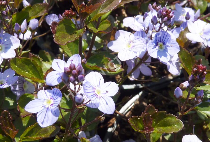Rozrazil 'Madame Mercier' - Veronica petraea 'Madame Mercier'