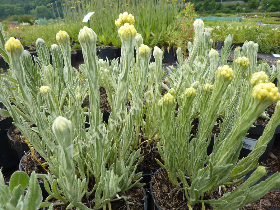 Smil 'Goldkind' - Helichrysum thianshanicum 'Goldkind'