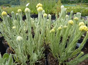 Smil 'Goldkind' - Helichrysum thianshanicum 'Goldkind'
