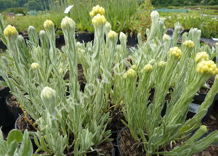 Smil 'Goldkind' - Helichrysum thianshanicum 'Goldkind'