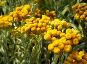Smil 'Goldkind' - Helichrysum thianshanicum 'Goldkind'