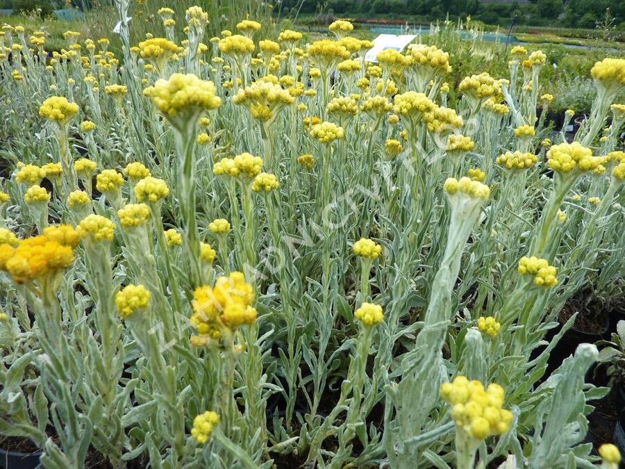 Smil 'Goldkind' - Helichrysum thianshanicum 'Goldkind'