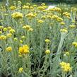 Smil 'Goldkind' - Helichrysum thianshanicum 'Goldkind'