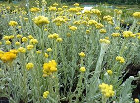 Smil 'Goldkind' - Helichrysum thianshanicum 'Goldkind'