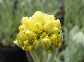 Smil 'Goldkind' - Helichrysum thianshanicum 'Goldkind'