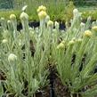 Smil 'Goldkind' - Helichrysum thianshanicum 'Goldkind'