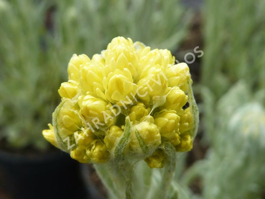 Smil 'Goldkind' - Helichrysum thianshanicum 'Goldkind'