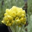 Smil 'Goldkind' - Helichrysum thianshanicum 'Goldkind'