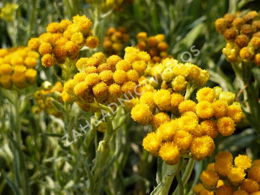 Smil 'Goldkind' - Helichrysum thianshanicum 'Goldkind'