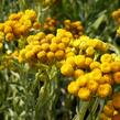 Smil 'Goldkind' - Helichrysum thianshanicum 'Goldkind'